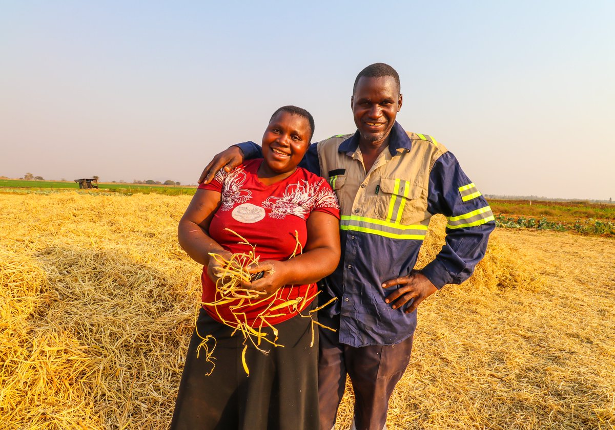 Discover how the Scaling Nutrition Resilience in #Zim project by <a href="/HarvestPlus/">HarvestPlus</a>  &amp; the Happel Foundation transformed the Biningu's lives through successful Iron bean cultivation &amp; market connections, improving their livelihood. Read their story: shorturl.at/B3EqW
