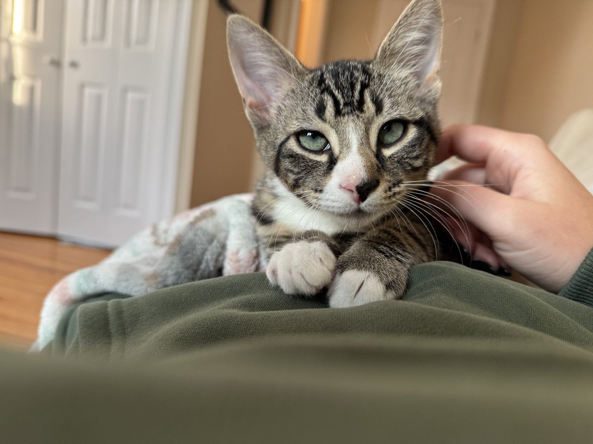 Amandapac_ugc's tweet photo. welcomed a new family member this week!! Pet brands if you need an adorable & playful kitten for your content - Bart is your man #ugccreator #kittencontent https://t.co/kil7o22KVH
