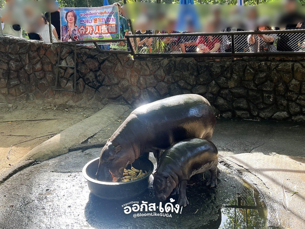 bloomlikesuga's tweet photo. ป้ายซัพพอร์ตชูก้า/ออกัสดี/มินยุนกิ คู่กับน้องหมูเด้ง! 🐈‍⬛🩷🦛

Supportive banner for SUGA/Agust D/Min Yoongi featuring  Moodeng! ෆ(˶˘ ³˘(´͈ ᵕ `͈˶)ෆ

WE LOVE YOU YOONGI
#SUGA #AgustD #Yoongi
@BTS_twt #BTS #방탄소년단
#Moodeng #หมูเด้ง #หมูเด้งจะเด้งกี่โมง 
#AgustDeng https://t.co/czk7b6W7Sb