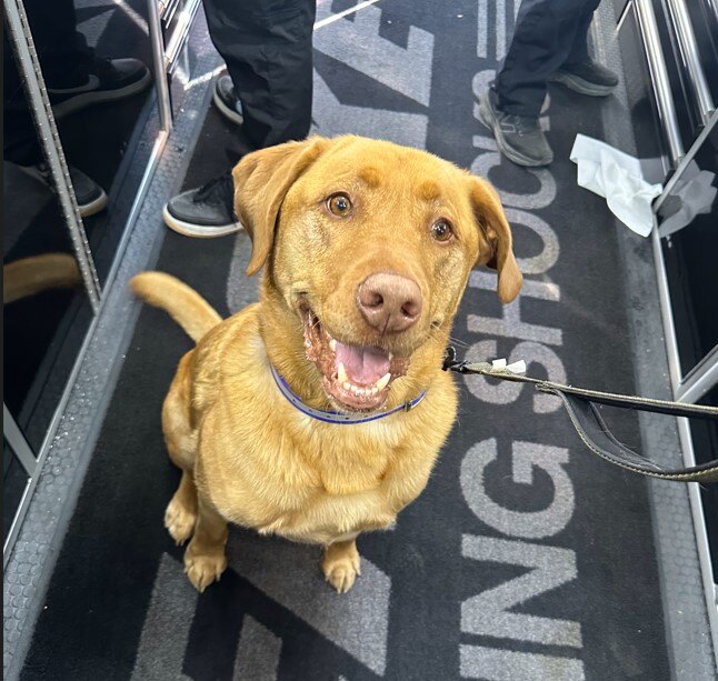 Happy Friday! #penskeshocks #puppiesofpenske #petsofpenske #shocks