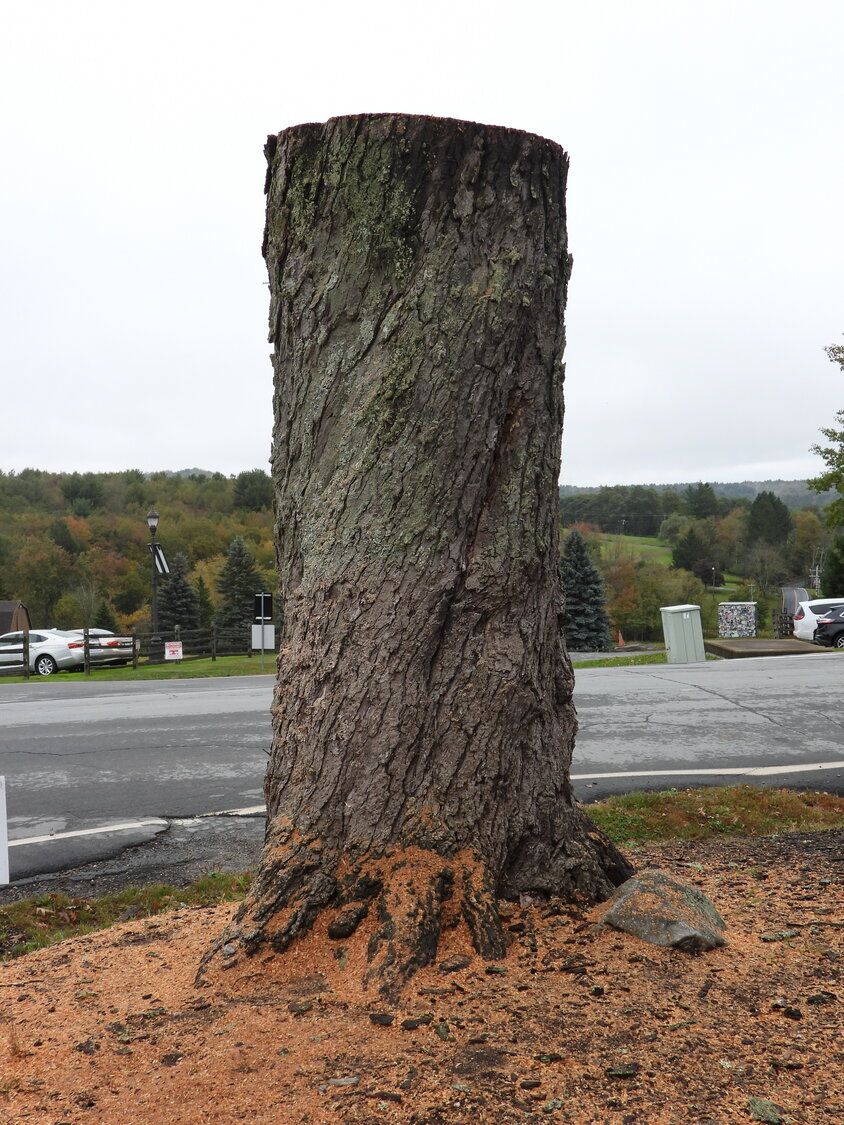 Bethel Woods calls for woodworkers to preserve Message Tree 

buff.ly/3VBAzHR 

#news #latestnews #newsoftheday #localnewspaper #localnews #sullivancatskills #catskills #newyork #sullivancountydemocrat