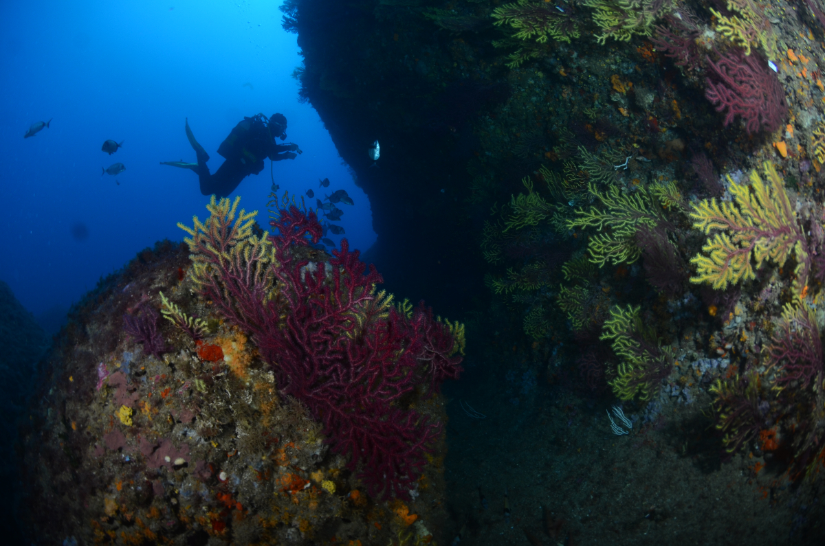 ICMCSIC's tweet image. 🔴I #ICMNEWS I🔴

🪸 Un nou estudi de l'ICM, el @CiimarUp i la @UniBarcelona alerta de la baixa capacitat d’adaptació de la gorgònia vermella a les onades de calor marines, uns episodis que són cada vegada més intensos i freqüents.

🔗icm.csic.es/ca/noticia/ale…

📷 @JGarrabou