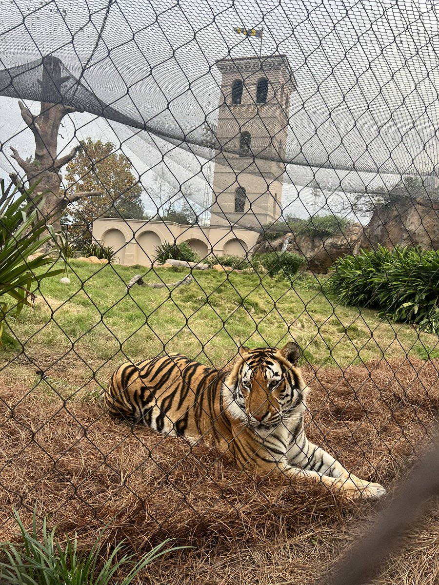 Mike VII tweet media