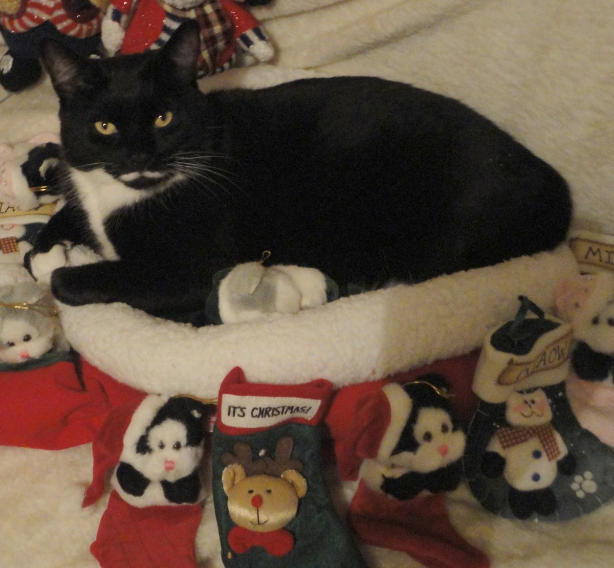 HEY #MOGYOGGIES AN FURIENDS! 😺💕🎄
REMINDA!! 😹🎅🧘‍♂️
#XMASYOG2024 IS IN 3 DAYS TIME, ON MON 16 DEC at 8pm UK time! 😸🎉🧘🥂

Is u Ready!!? 🎅 3 Days left to get your pose! 😸🎄🧘!  
#Mogyog  
x.com/MrMoustacheCat…