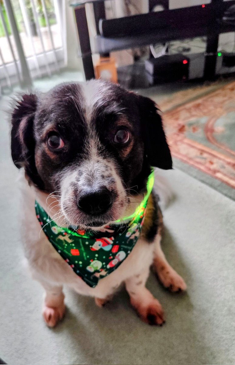 Tandal wants to say best wishes to <a href="/boltonnhsft/">Bolton NHS Foundation Trust</a> Our Voice Staff Choir for tonight's <a href="/the_halle/">The Hallé</a> concert Christmas at the movies. Go smash it. Lots of love from you mascot #tandalfromromania #staffsupportchaplaindog