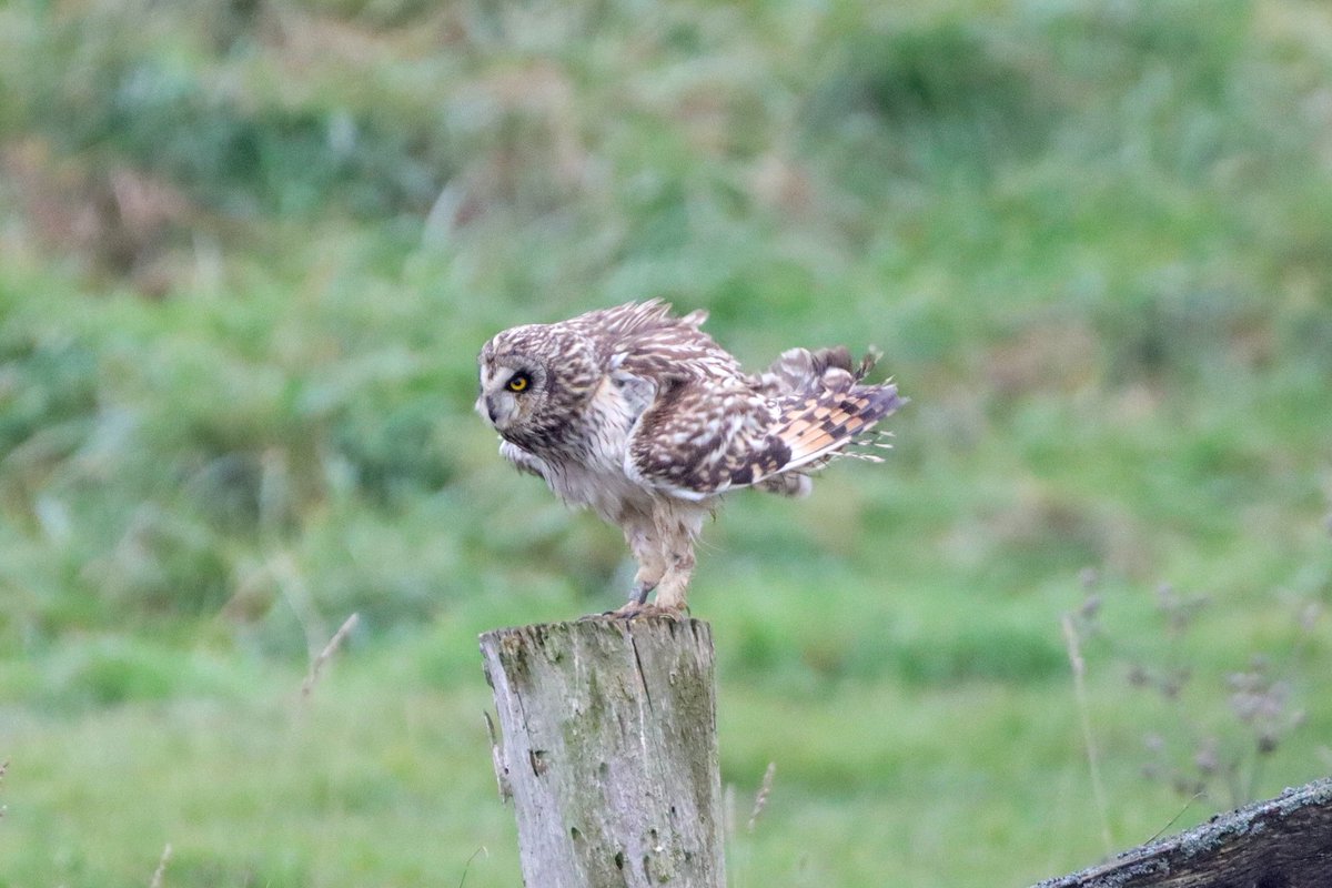 DanielBoon25's tweet photo. An excellent day on Isle of Sheppey with extraordinary views of 11  Short-eared Owls, 4 Hen Harrier and a Drake Smew that briefly landed in front of Counterwall Hide at Elmley NNR before flying off. https://t.co/lgCWiw0epa