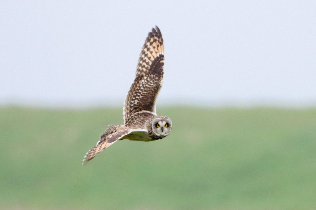 An excellent day on Isle of Sheppey with extraordinary views of 11  Short-eared Owls, 4 Hen Harrier and a Drake Smew that briefly landed in front of Counterwall Hide at Elmley NNR before flying off.
