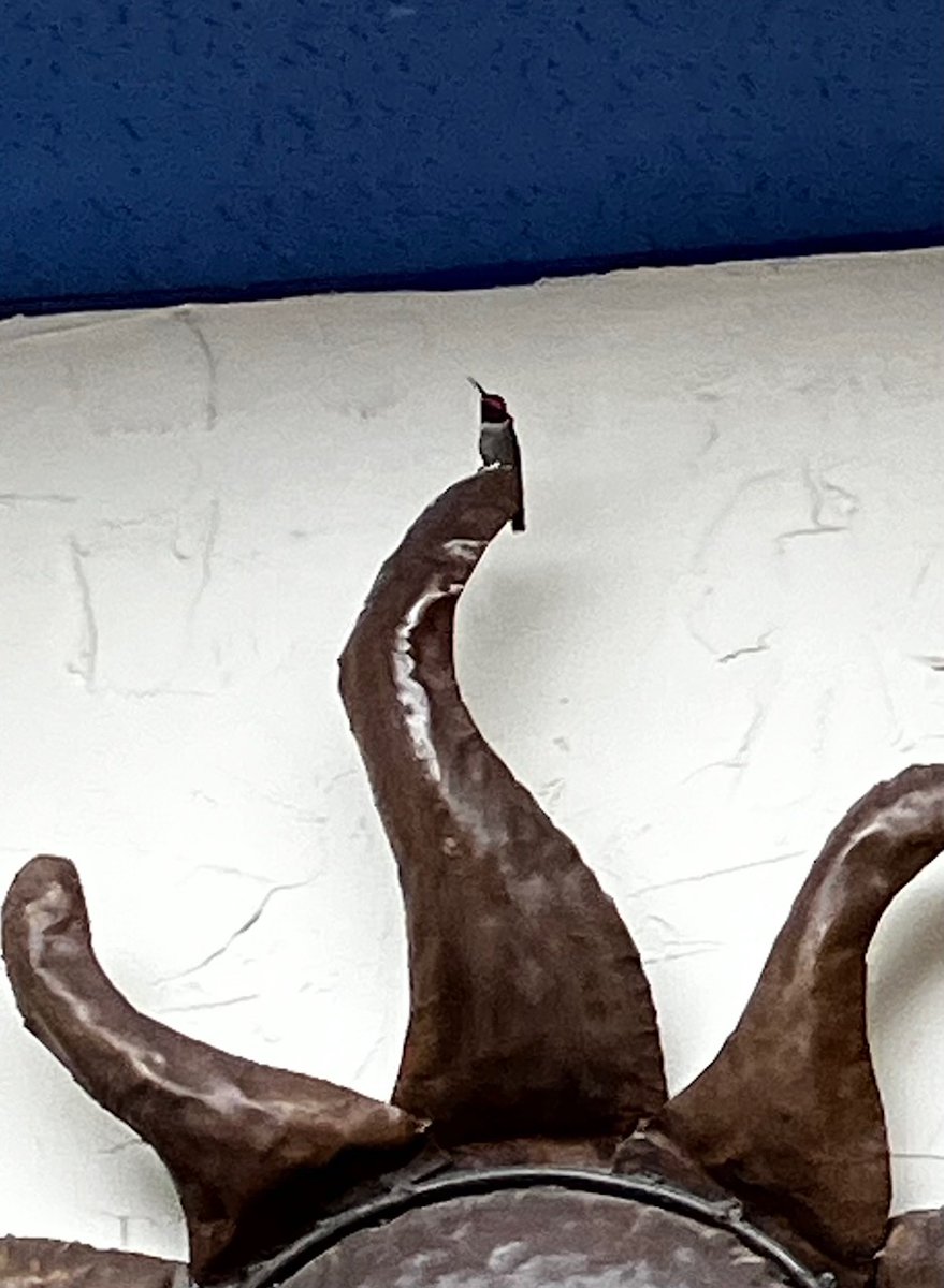 SeeingSignsBlog's tweet photo. Last weekend at the hair salon, in flew a black-chinned hummingbird. See more at https://t.co/InR8xXTJ0v
#seeingsigns #signs #sign #lookingforsigns #message #symbol #whatdoesitmean #messenger #goodluck #lovedoneslost #hummingbird #bird #blackchinnedhummingbird #healing #goodsign https://t.co/lFAFupvXBA