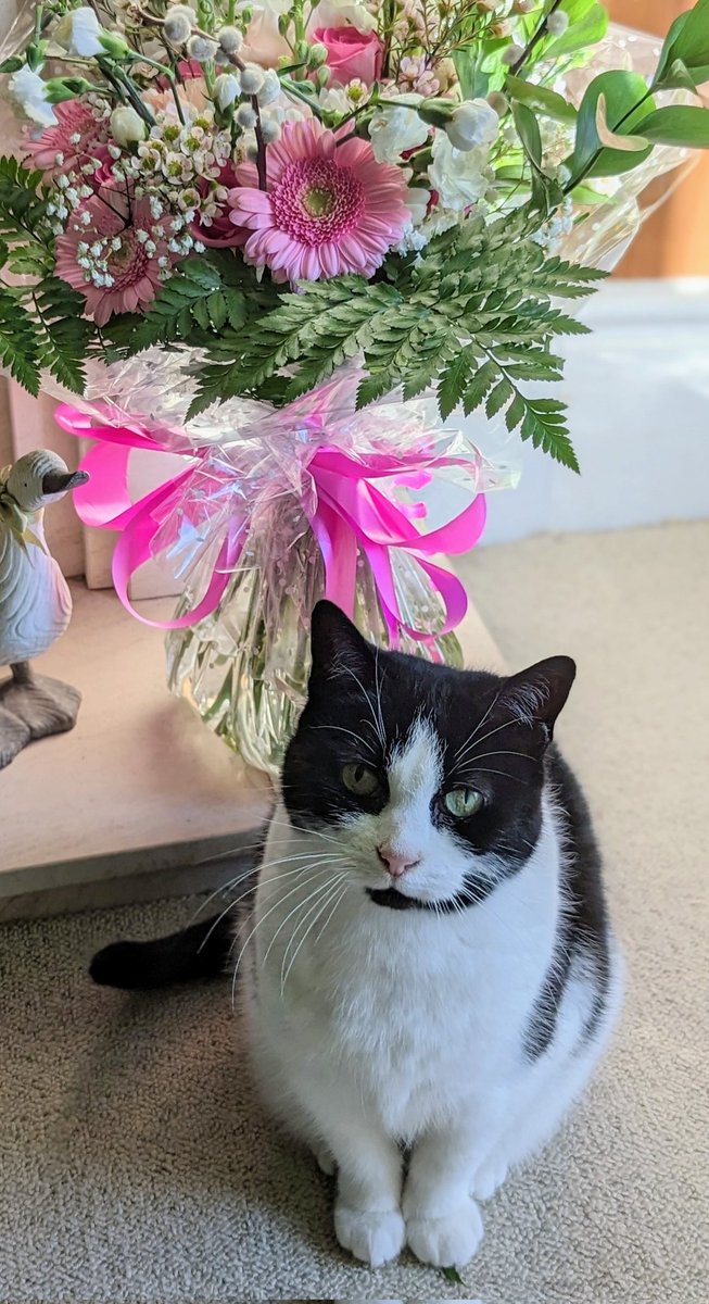 CrystalW0lf's tweet photo. Generally not posting here anymore but we had to make the decision to say goodbye to Alice this morning.

I spent literally half my life with this cat so right now it doesn't feel real.

She was a good cat, I couldn't have asked for a better friend over all the years https://t.co/9lgR4MJEN5