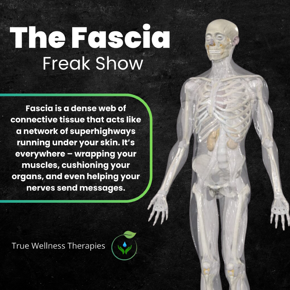 truewellnessNJ's tweet image. #fascia #bodysystem #skin #bodynetwork | Visit: truewellnessnj.com