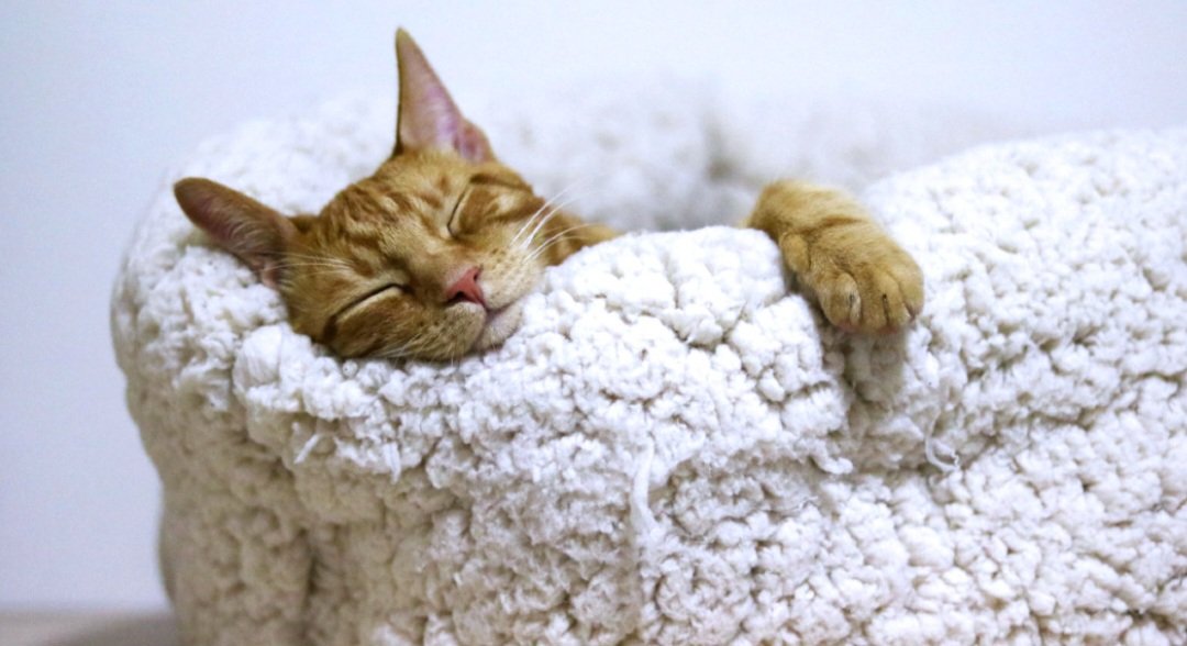 De Kerstdagen staan voor de deur en misschien wil je wel een leuk cadeau aan je kat geven. 
Als je kat al wat ouder is dan heeft hij andere behoeftes dan zijn jongere avontuurlijke soortgenoot. 
Wat zijn de beste cadeaus?

puurkatten.nl/de-7-beste-cad…