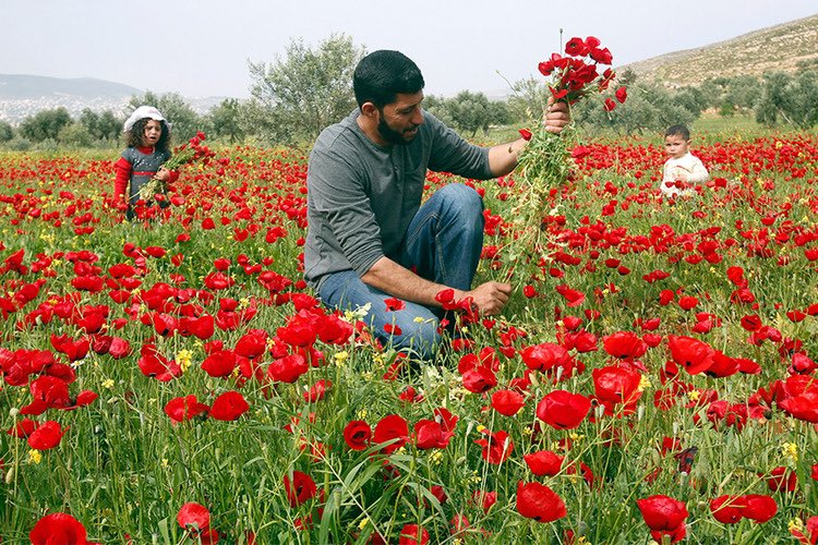 collecting coronaria flowers in the West Bank village of Beit Dajan (2016)