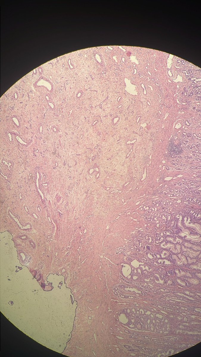 M Adib Houreih, M.D, DipRCPath محمد أديب حورية tweet media