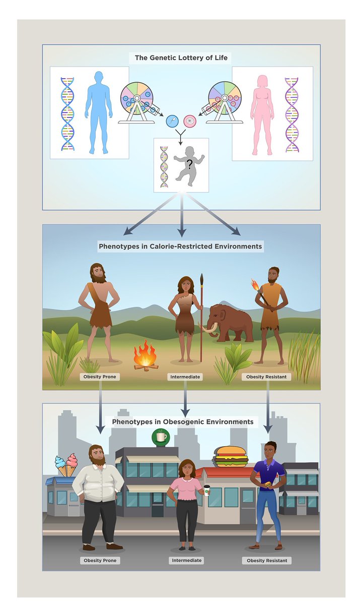 1/ Studies of twins show 40–70% of obesity is genetic. But how can genes explain the obesity epidemic when  our genes haven’t changed?  

Let me share a story about how genes and environment shape obesity—and what it means for a kinder, healthier 🌎. A 🧵