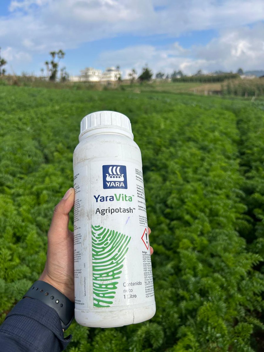 Cerramos la semana con estas fotos que nos llegan desde Guatemala, de una apliación de YaraVita AGRIPOTASH en el cultivo de zanahoria mini, aportando Potasio para asegurar la calidad óptima de la cosecha, y así favorecer a la mejora en los niveles de azúcares. 💚👌🏻🥕