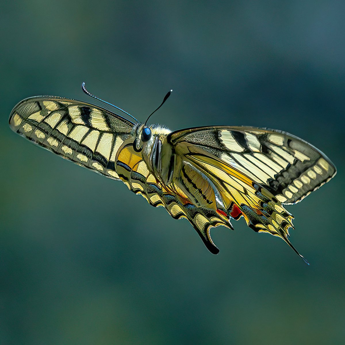 Bit of a butterfly day