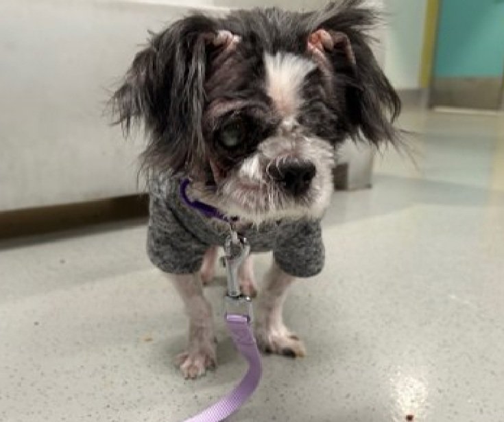 MorgFairsdogs's tweet photo. St Nick π
215313
#SaveOurSeniors #NYCACC
He is 8 yrs old, 13.7 lbs
Blind & possibly deaf
Tagged as victim of cruelty & neglect
Has heart murmur
Looking for a loving retirement home
Save St Nick π
π
https://t.co/5WsoDwg16S
#Pledge4Rescue #foster #adopt https://t.co/5k1Pa82ZNY