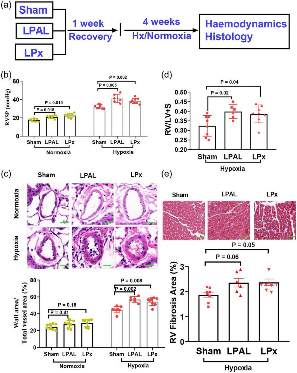 ExpPhysiol's tweet photo. In this #ShortCommunication, Chen, Huang, Ma, Zeng, Wang (Guangzhou Medical University) and Chen (Southern Medical University) discuss whether a mouse model of pulmonary hypertension can be established that shows severe phenotypes!
📜https://t.co/DdFVfCNujw https://t.co/XgT4GRMdXb
