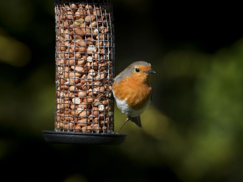 VanMeuwen's tweet photo. Feed the wild birds this winter ❄️

Wildlife needs a helping hand during the coldest months. Feeding wild birds &amp; providing fresh water can make all the difference, plus encourage these natural pest controllers to patrol your patch! 

Shop the range👉 https://t.co/yh4Z6XH0rZ https://t.co/RiKGjoJBE2