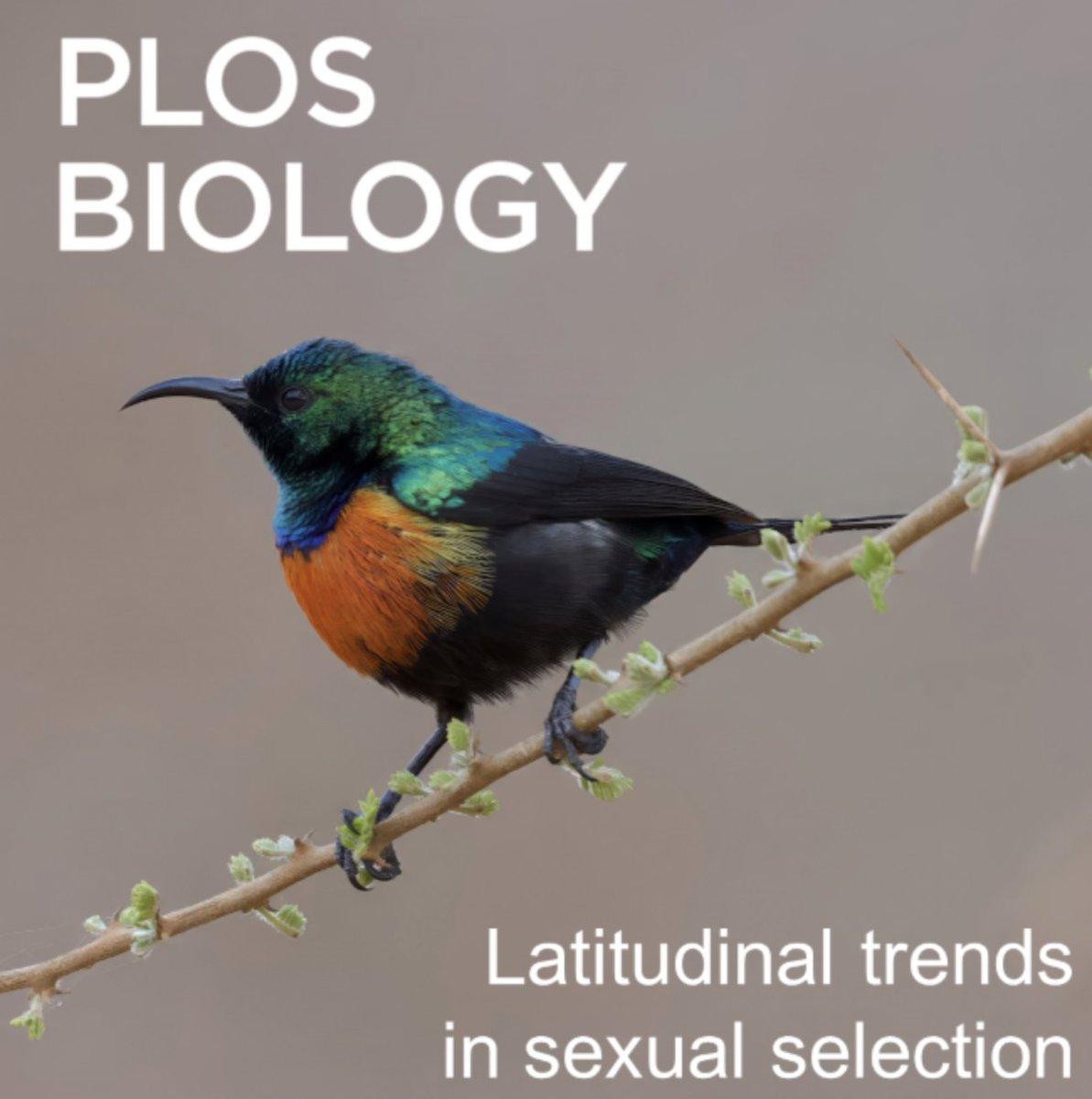 Rob Barber (@ra_barber) on Twitter photo Big news! 🎉 My first PhD chapter has been published in <a href="/PLOSBiology/">PLOS Biology</a>, and it just made the cover! 🐦🌍Perfect time to dive into the key findings from our global study on sexual selection in birds. 🧵👇
📖 Read the paper: doi.org/10.1371/journa… Big news! 🎉 My first PhD chapter has been published in <a href="/PLOSBiology/">PLOS Biology</a>, and it just made the cover! 🐦🌍Perfect time to dive into the key findings from our global study on sexual selection in birds. 🧵👇
📖 Read the paper: doi.org/10.1371/journa…