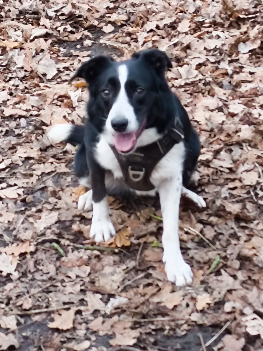 ADBdogwalks's tweet photo. Well behaved collies today. #Bordercollie #smoothcollie #DogWalking #Stockport https://t.co/xULOaREVU9