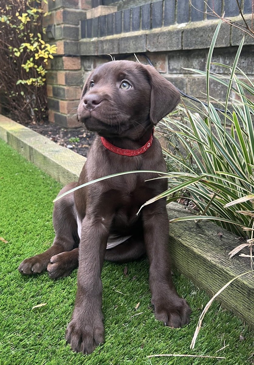 Welcome to the Stotty’s ‘Moose’ 🫎🐾.⁦⁦<a href="/GeorgiaStott__/">Georgia</a>⁩ ⁦<a href="/StottDarcy/">Darcy Stott</a>⁩ &amp; Mason 😭😭😭❤️🐶 #coys
