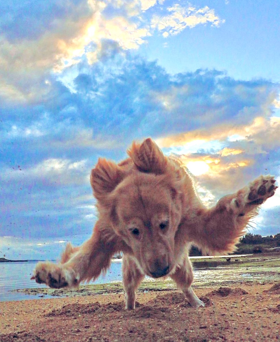golden0909roy's tweet photo. まだ海で遊べるということ

#ゴールデンレトリバー
#goldenretriever
#冬はまだ来ないです
#肌寒いくらいでは諦めません https://t.co/kerMIy1xWU