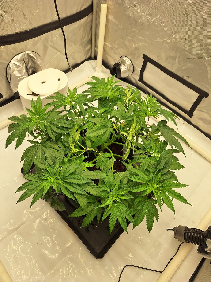 muskoka_grower's tweet photo. Getting ready for the scrog screen today! ##scrognation #scrogschool #medicalmarijuana #medicine #supportyourlocalgrower #acinfinity https://t.co/ojwcQWH1LO