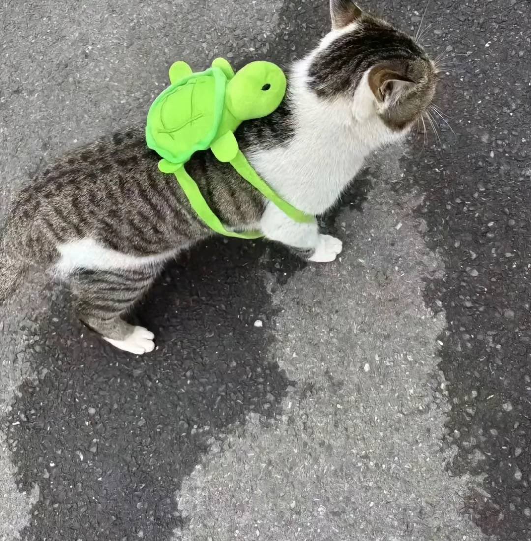 No Cats No Life tweet media
