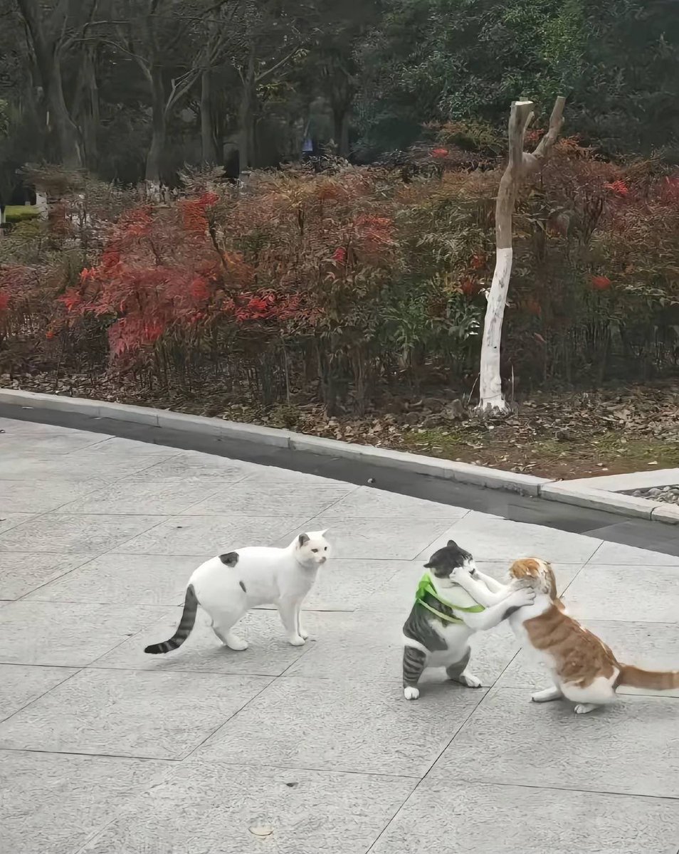 No Cats No Life tweet media