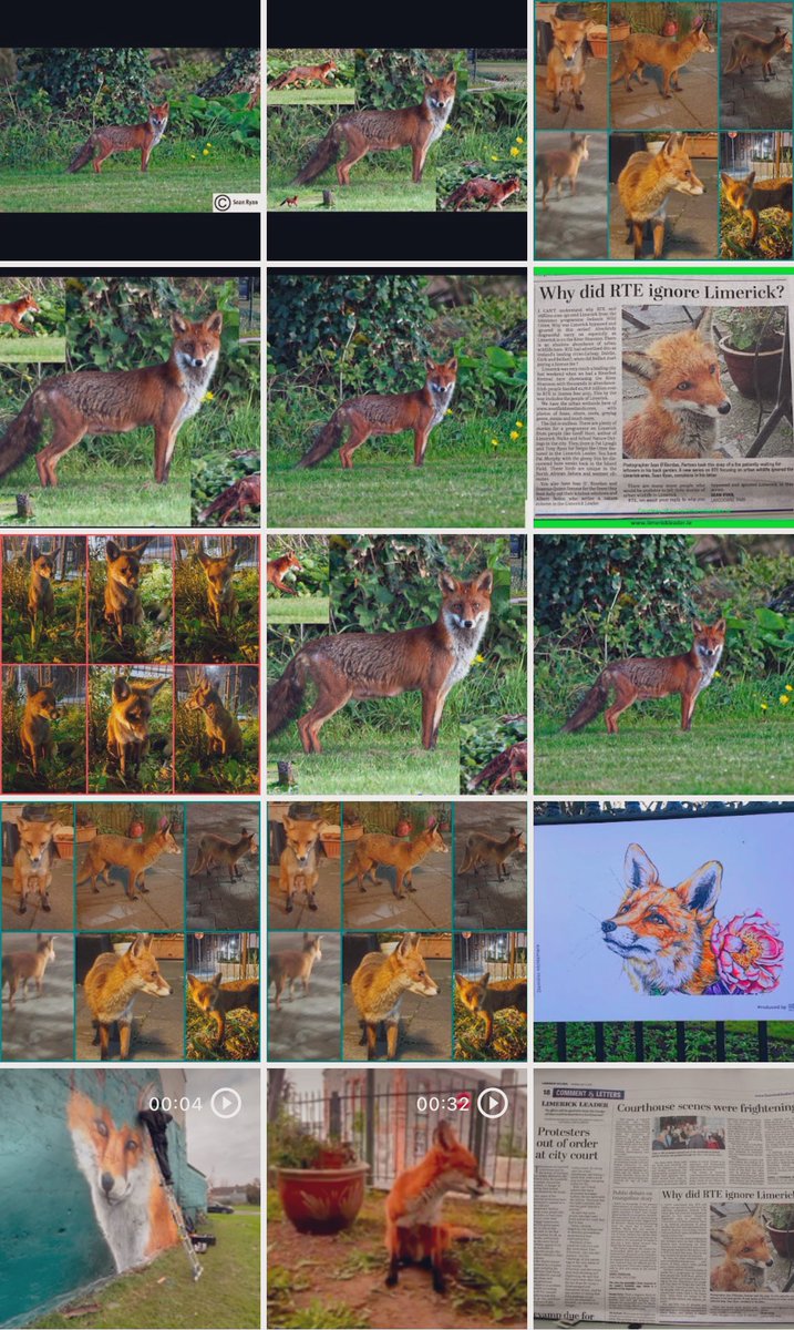 SeanRyanT's tweet photo. #DrawOut #WildlifeWalls #Project #urbanart 🦊#Fox #StreetArt #urbanfox 
#limerick #limerickandproud #limerickcity #biodiversity @DrawOut 

https://t.co/S8RgoUjzvx
@NPWSIreland #Biodiversity 

https://t.co/8HSLAHXTvO

#UrbanFoxes in #LimerickCity 
@Westfieldslands https://t.co/SuMAYh32YD