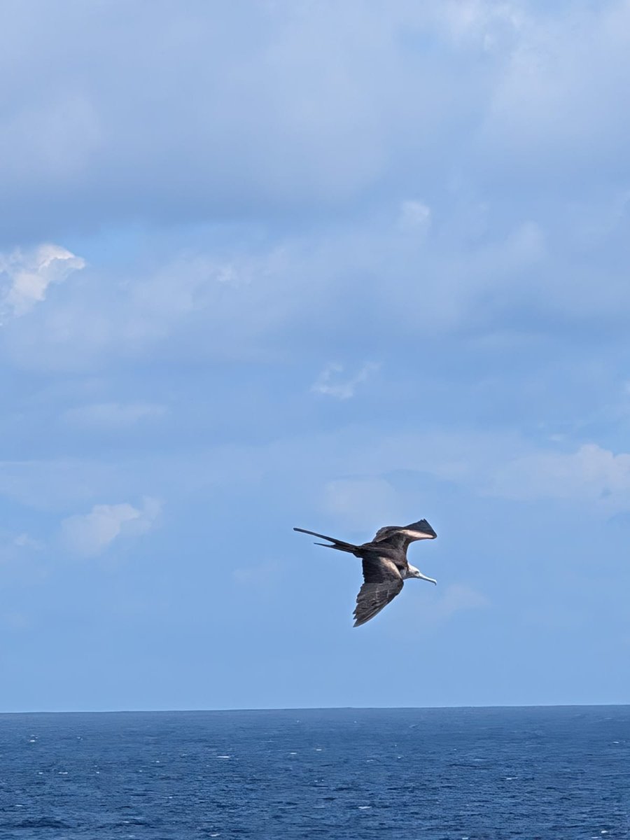 Atlantic Meridional Transect (AMT) (@amt_ocean) on Twitter photo A lone Frigatebird sours effortlessly around the ship, occasionally swooping down to catch unsuspecting flying fish (Thanks to Lizzie Booth, 2ndOfficer RRS James Cook for the photo). #JC272, <a href="/PlymouthMarine/">Plymouth Marine Lab</a>, @CLASS_UKRI, #AMT31, #NEODAAS A lone Frigatebird sours effortlessly around the ship, occasionally swooping down to catch unsuspecting flying fish (Thanks to Lizzie Booth, 2ndOfficer RRS James Cook for the photo). #JC272, <a href="/PlymouthMarine/">Plymouth Marine Lab</a>, @CLASS_UKRI, #AMT31, #NEODAAS