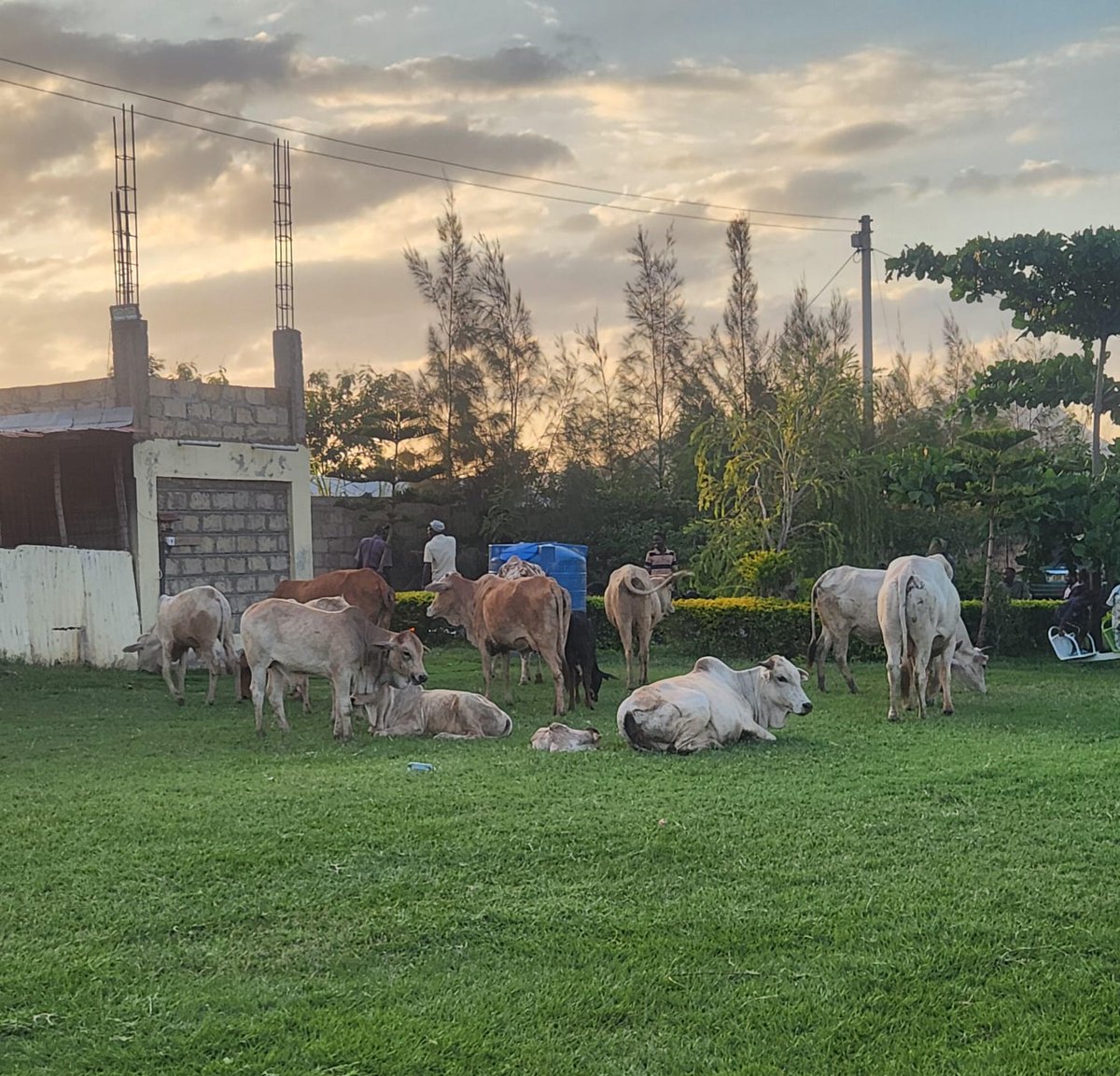 David Herbling tweet media