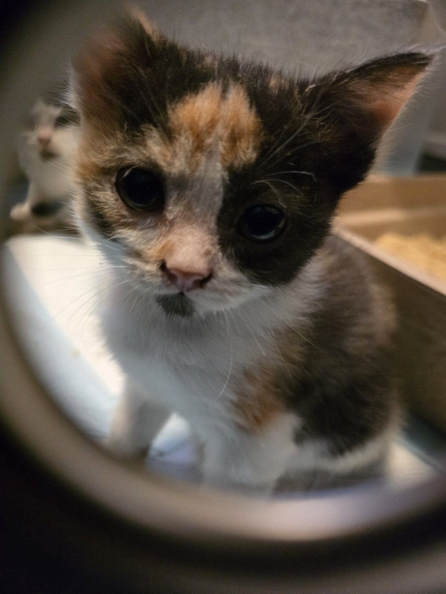 Holly Brockwell tweet media