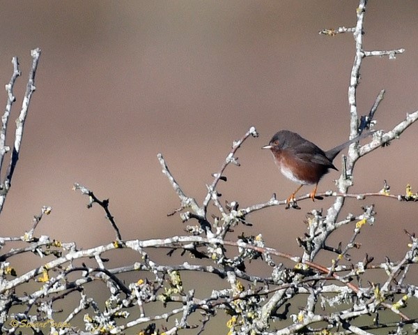Titchfield Haven NNR- Hampshire County Council (@titchfieldhaven) on Twitter photo The elusive Dartford Warbler was seen briefly today (TH library photo-Stu Topps). Good to know it's still here, but not always easy to see. Also today: Golden Plover, 2 Marsh Harrier, Firecrest, Water Rail and Ringed Plover & Sanderling on the shore <a href="/hantsconnect/">Hampshire County Council</a> <a href="/HantsIWWildlife/">Hampshire & Isle of Wight Wildlife Trust</a> The elusive Dartford Warbler was seen briefly today (TH library photo-Stu Topps). Good to know it's still here, but not always easy to see. Also today: Golden Plover, 2 Marsh Harrier, Firecrest, Water Rail and Ringed Plover & Sanderling on the shore <a href="/hantsconnect/">Hampshire County Council</a> <a href="/HantsIWWildlife/">Hampshire & Isle of Wight Wildlife Trust</a>