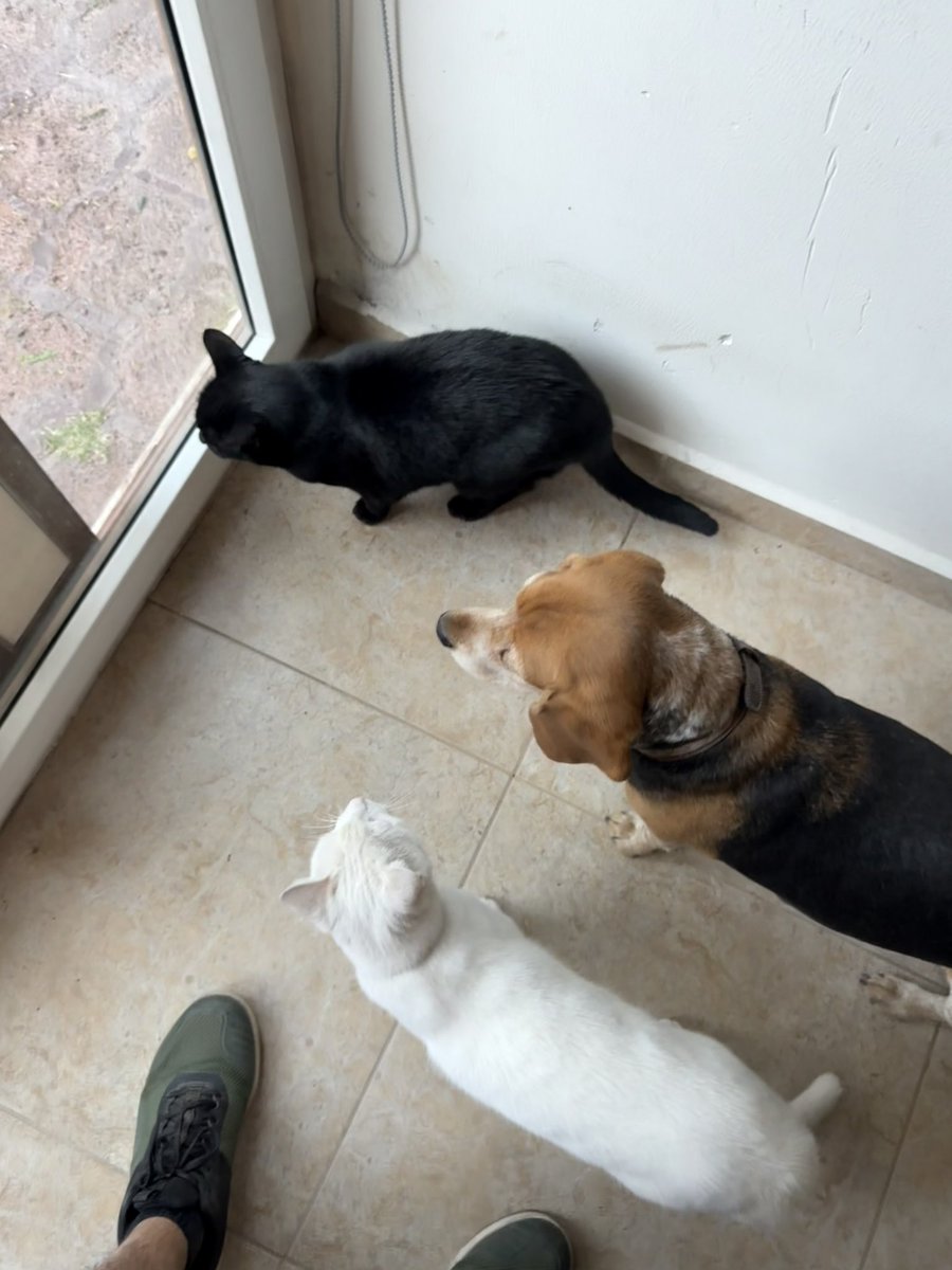 Javier_Awelo's tweet photo. La fila para salir al jardín 🐱🐶🐱 https://t.co/o3ZOjrYCBp