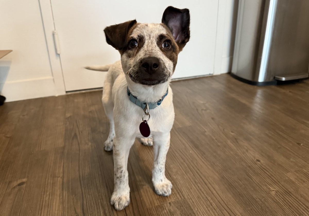dog sitting this ADOPTABLE little fella today if anyone in nyc is looking for a new friend in time for the holidays