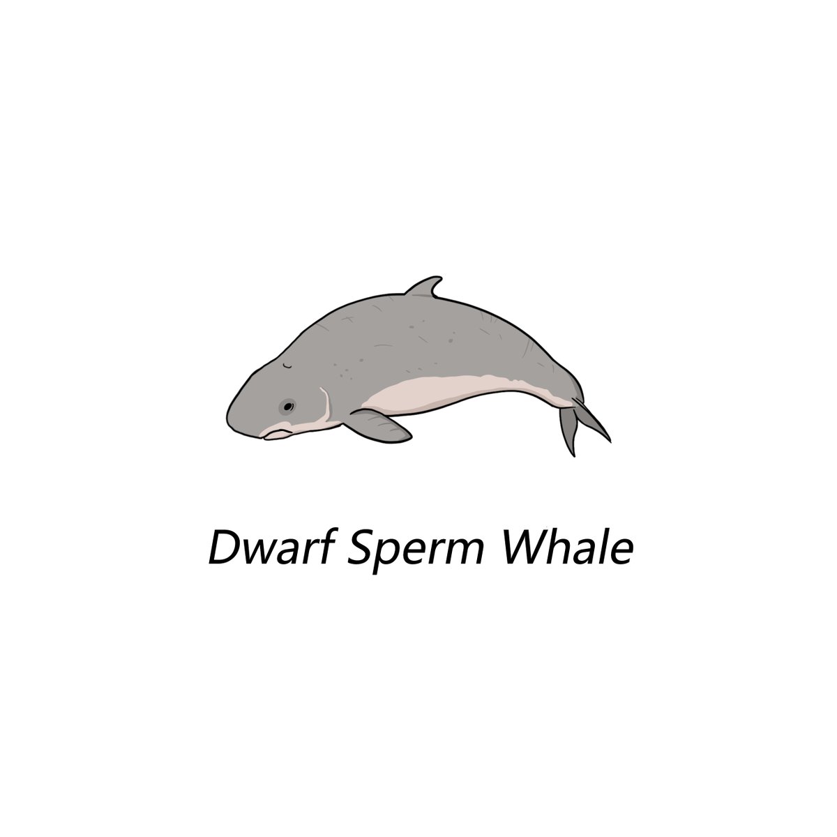 How about WHALES today