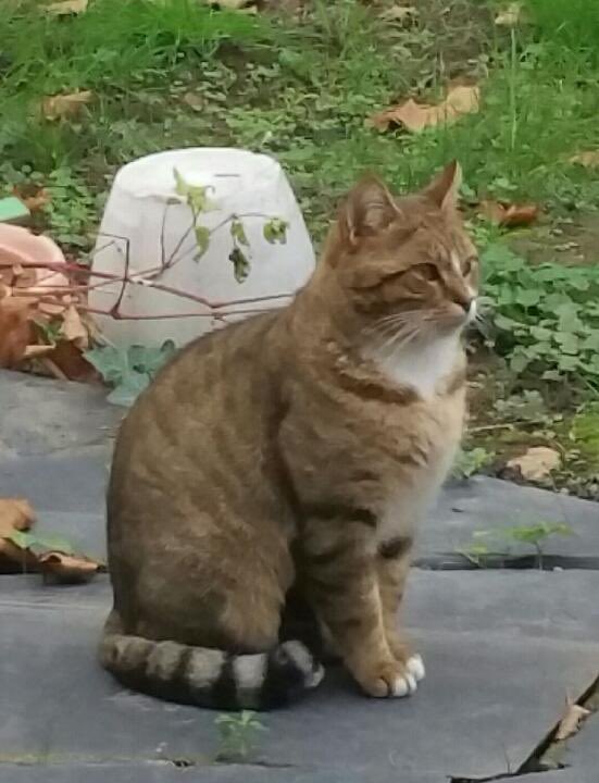 🐱 Chat mâle d’environ 2/3 ans 
🎨 Tabby brown &amp; white
👩🏼‍❤️‍👨🏼 Castré &amp; Identifié
❤️ Câlin, propre &amp; très sociable
📍Angers