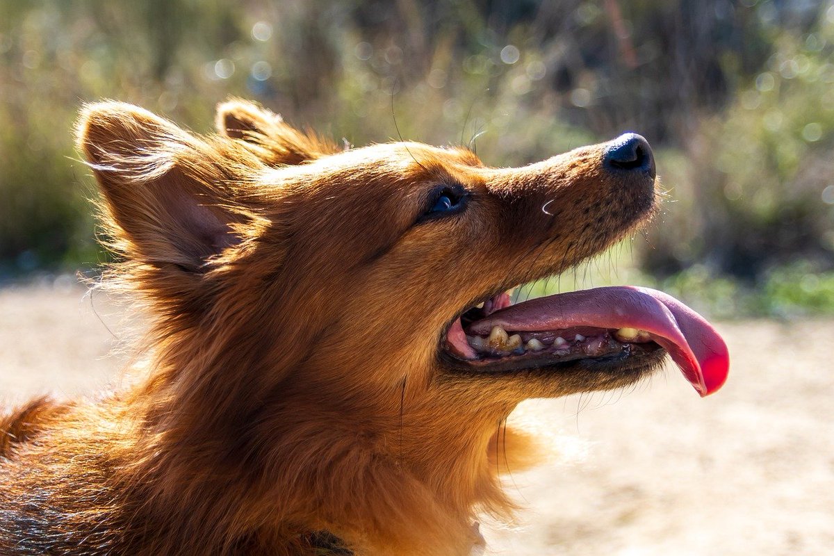 marcoadda.com/science-news
Featuring:
-&gt; Smell of Human Stress Affects Dogs’ Emotions and Decisions
-&gt; Emotional and Physiological Synchronization Between Dogs and Owners
-&gt; Therapy Dogs as Mood Boosters for Healthcare Workers

#dogs #DogsAreFamily #AnimalLovers #Science