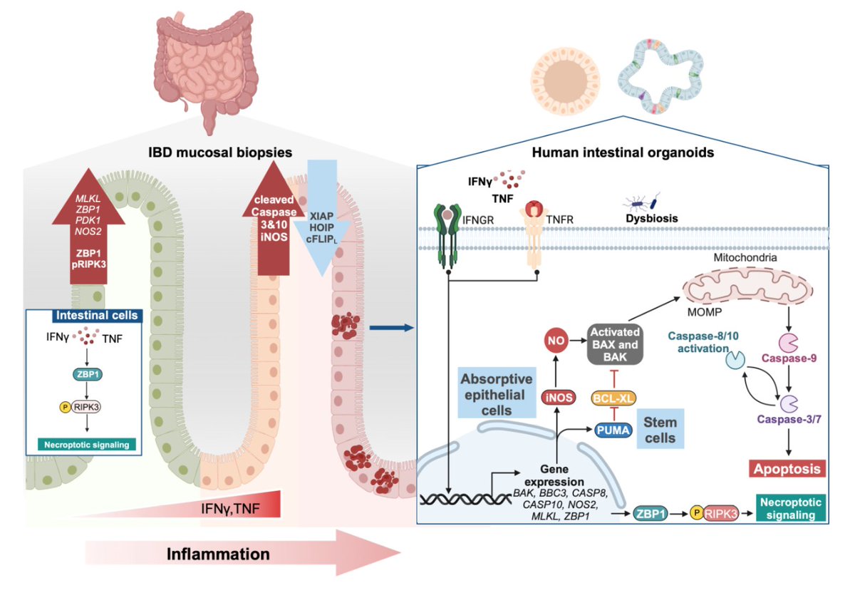 Najafov Lab tweet media