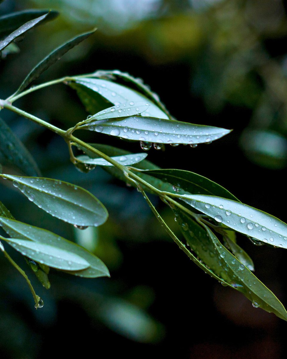 domenica_fiore's tweet image. Hibernation season.⁠
⁠
Like us, winter is a time of rest for our olive trees as they soak up nutrients from the earth, preparing for the next fruiting season.⁠
⁠
#VillaDomenicaFiore #OliveGrove #ThePreferredLife #LaDolceVita #HelloFrom #Orvieto #VisitItaly
