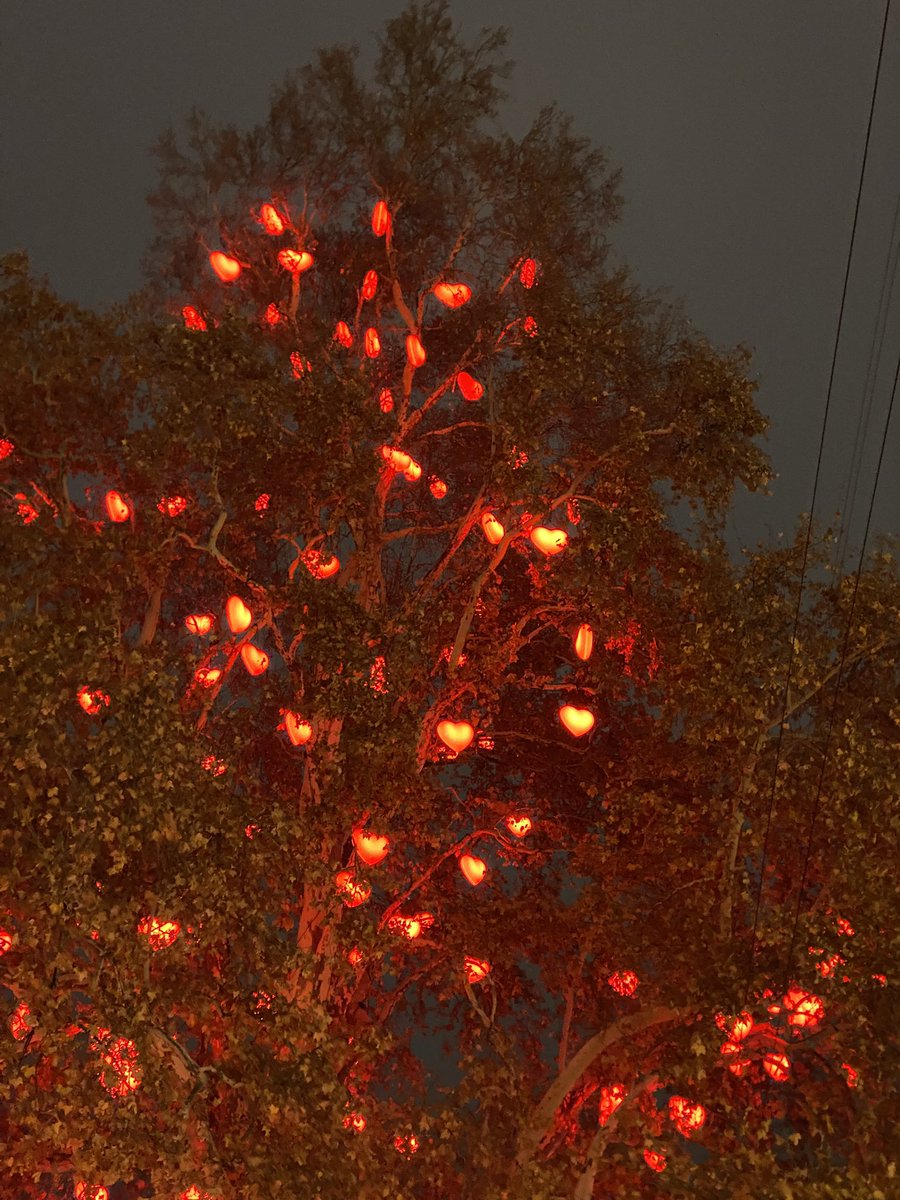 Favlayanın aşkı bulduğu ağaç