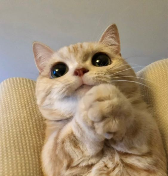 small kittens are cute (@smallcutekitten) on Twitter photo 