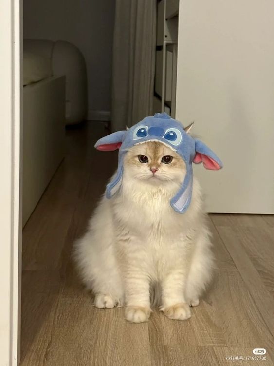 smallcutekitten's tweet photo. https://t.co/5C4Xczafa1