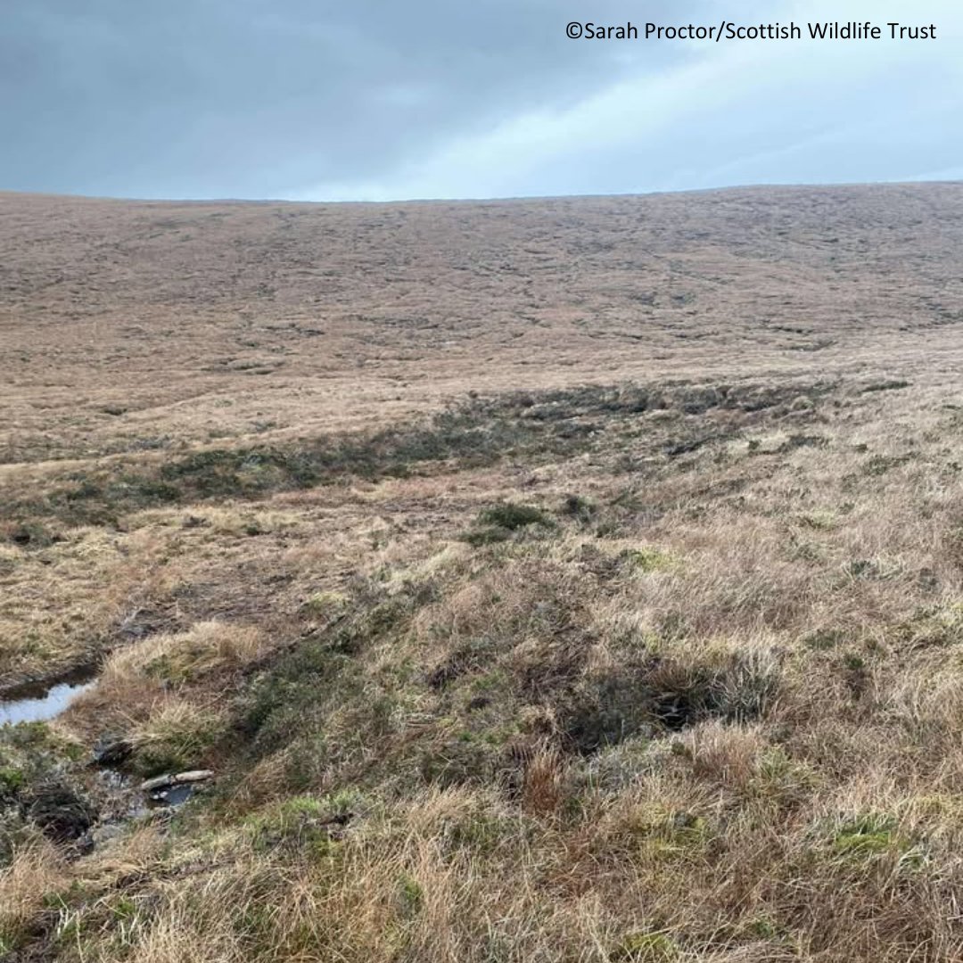 Scottish Wildlife Trust (@scotwildlife) on Twitter photo Great to see some peatland restoration in action on our Ben Mor Coigach reserve last week!
Thanks to Albamontane and <a href="/PeatlandACTION/">Peatland ACTION</a> as well as the Common Grazings Committee.
📸©Sarah Proctor/Scottish Wildlife Trust
#Scotland #wildlife #peat #restoration Great to see some peatland restoration in action on our Ben Mor Coigach reserve last week!
Thanks to Albamontane and <a href="/PeatlandACTION/">Peatland ACTION</a> as well as the Common Grazings Committee.
📸©Sarah Proctor/Scottish Wildlife Trust
#Scotland #wildlife #peat #restoration