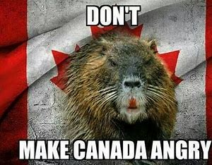 Mister Fox tweet media