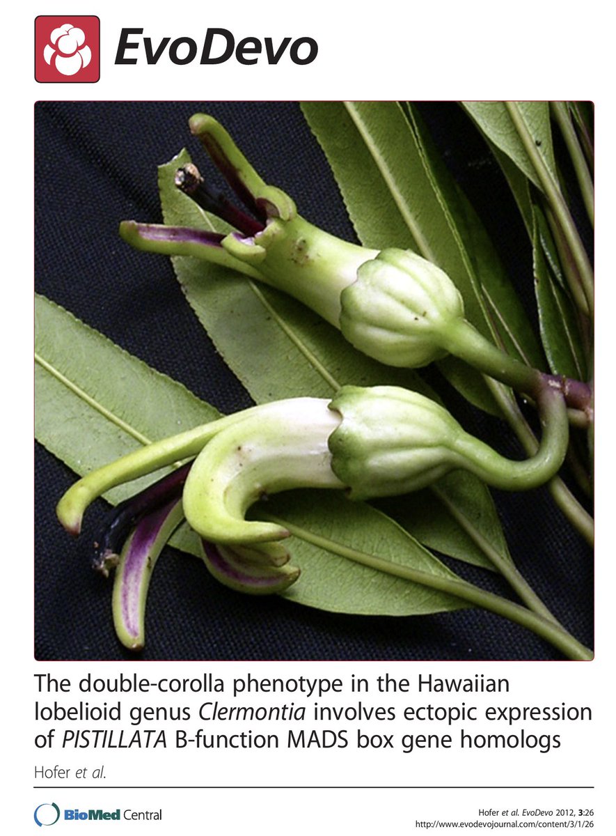plantgenomes's tweet photo. Clermontia research update - SNPs seem to confirm that C. oblongifolia subsp. mauiensis is a hybrid of C. arborescens and C. kakeana - maybe needs to be be removed from the federal endangered species list .. Here’s an ADMIXTURE analysis .. (1/2) https://t.co/ruA5vcbfoP