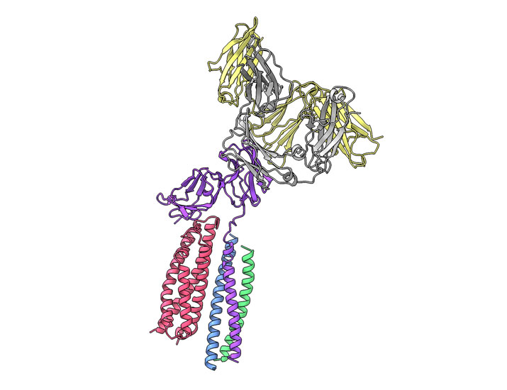 scisignal's tweet photo. A new structural analysis reveals species-specific differences in how the antibody #immunoglobulinE binds to its receptor Fc-epsilon-RI and could inform research into improved inhibitors of IgE-mediated allergic responses.@UTokyo_News_en #StructureFunction https://t.co/lRpXDLawzd https://t.co/CtU3uXnjx1