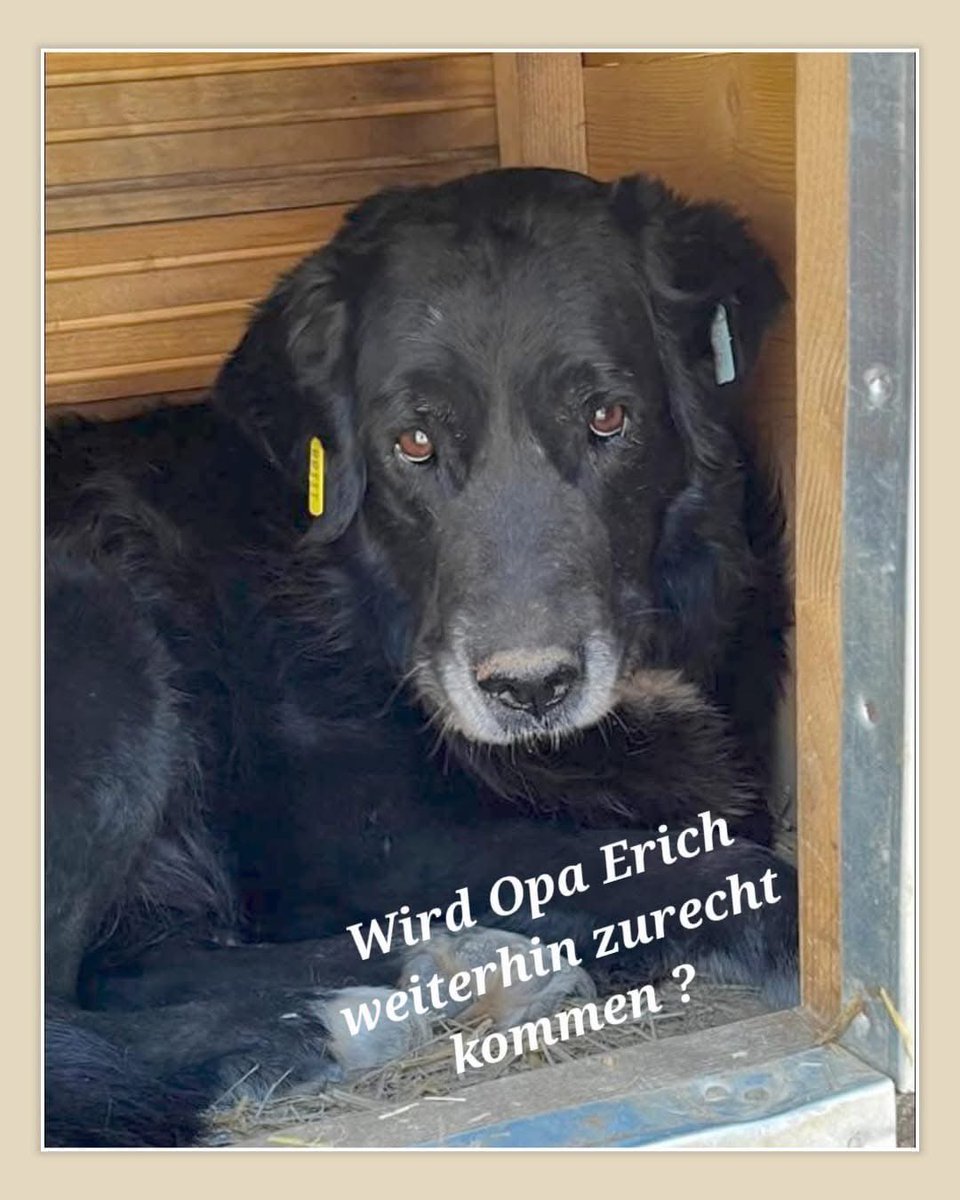 ‼️ -  ERICH -  Der müde Opi muss sich bald in einem neuen Rudel behaupten‼️

Seine beiden Kennelkollegen, mit denen er friedlich zusammen lebt, dürfen reisen 🍀

Nur Opa Erich bleibt jetzt zurück 😭

🐶Profil: 
prodogromania.de/alle-hunde/eri…

📧 Kontakt: info@prodogromania.de